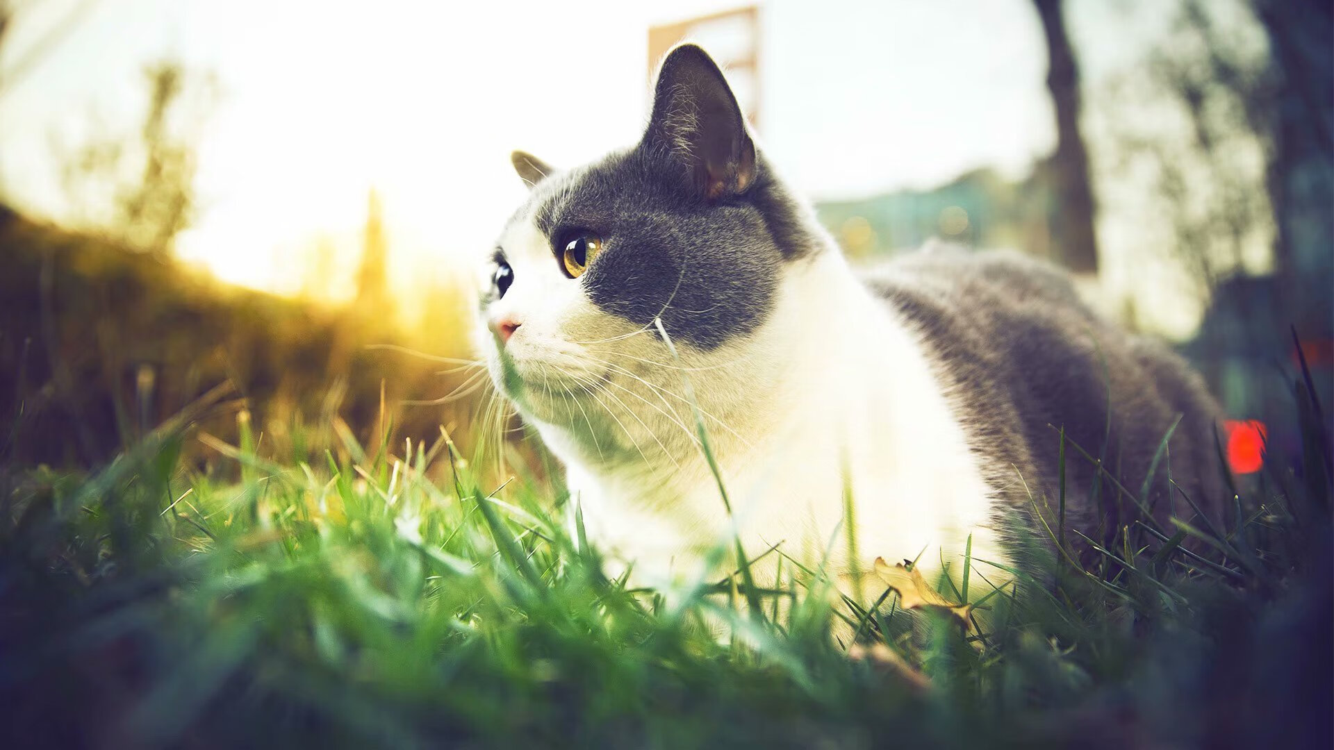 二重奏，老歌压轴与新浪潮的淬火实录