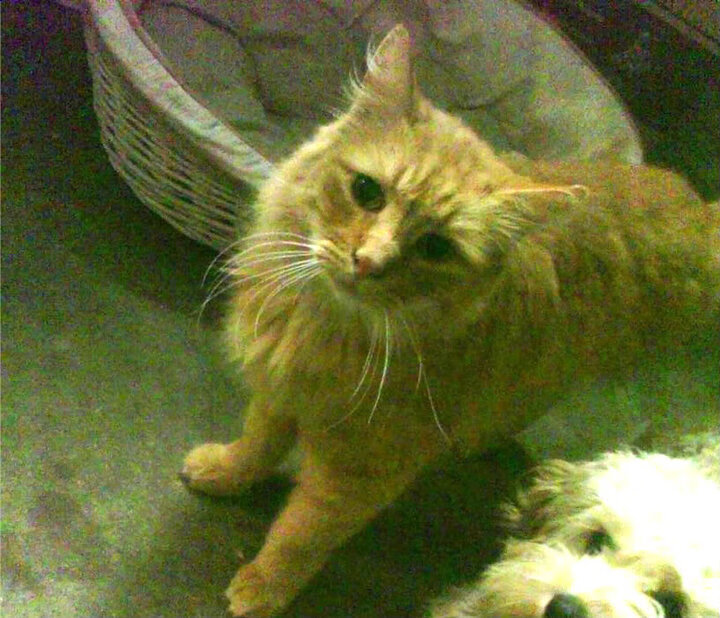 绿茵城墙，欧冠决赛中的凯尔特人式防守如何锁死魔术进攻