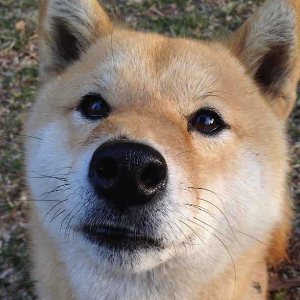 阴云密布下的高光,若日尼奥与拉齐奥如何冲垮克罗地亚战车?