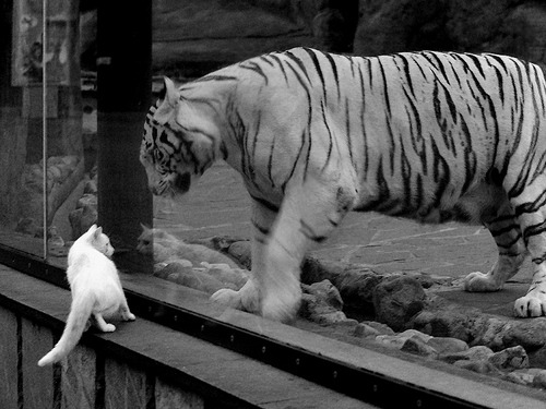 手术刀与铁锤,两种一波带走背后的终极终结者哲学