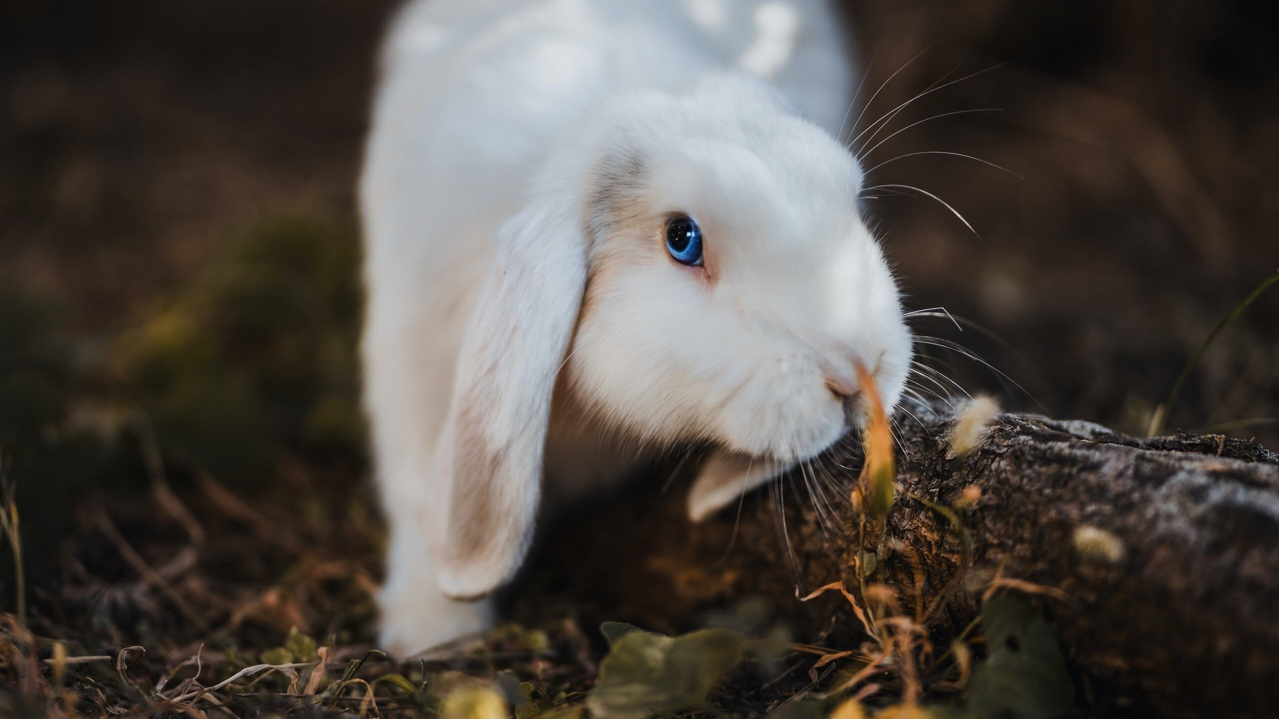 血洗绿军，擎天白玉柱！恩比德53分狂潮诠释何为现代内线终极答案