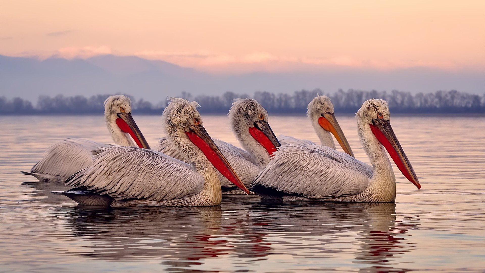 F1街道赛之夜,与劳塔罗的大场面心跳同频