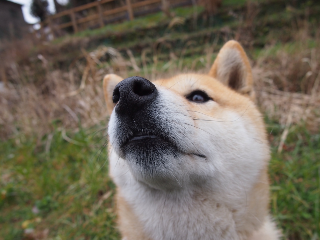 跨越海洋的连击，德罗赞的致命华章与步行者山西血战启示