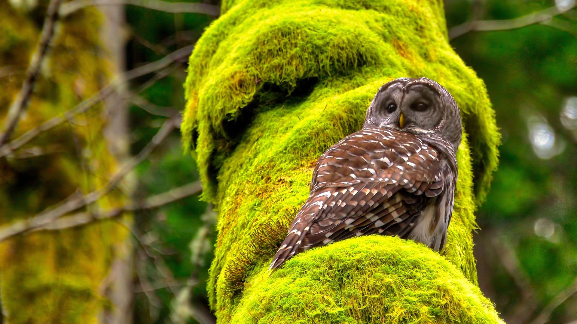 猛龙决胜局带走活塞，杜兰特东决关键战接管比赛，关键时刻的领袖力量