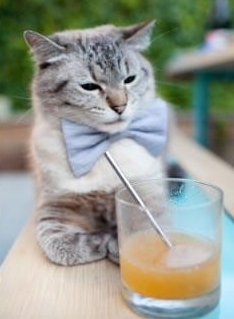 铁幕与火种，猛龙集体火力冰封森林狼，东契奇逆境点燃独行侠