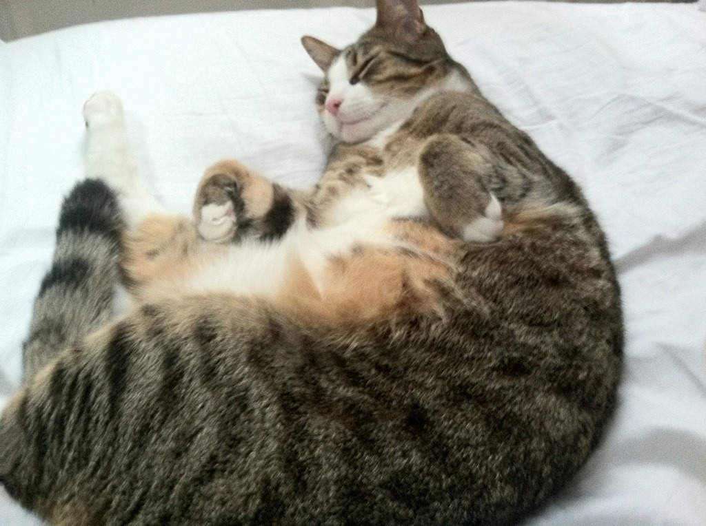 唯一赢家班凯罗,对阵湖人一役,他写下新时代前锋的完美教科书