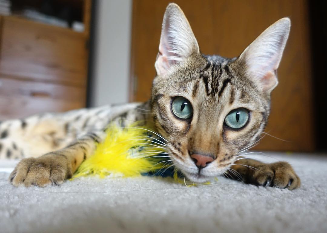 跨越赛场，塞维利亚的坚盾与阿尔瓦雷斯的引擎—竞技之魂的南北交响