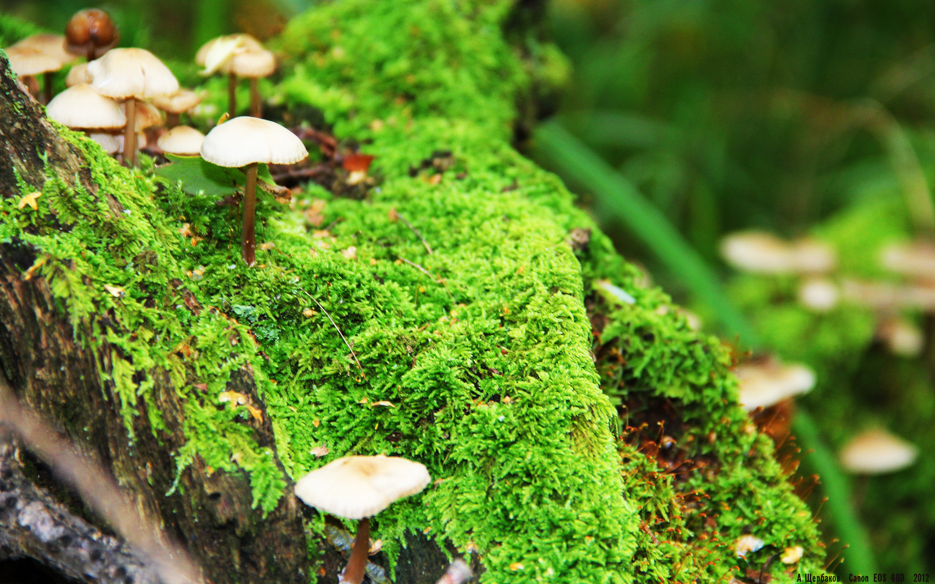 极速王国征服绿色战场，一场交错的体育史诗