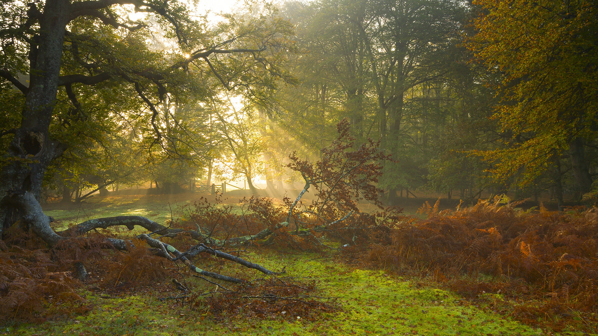 开云下载-乌克兰风暴席卷法国，克瓦拉茨赫利亚闪耀，里昂主场溃败